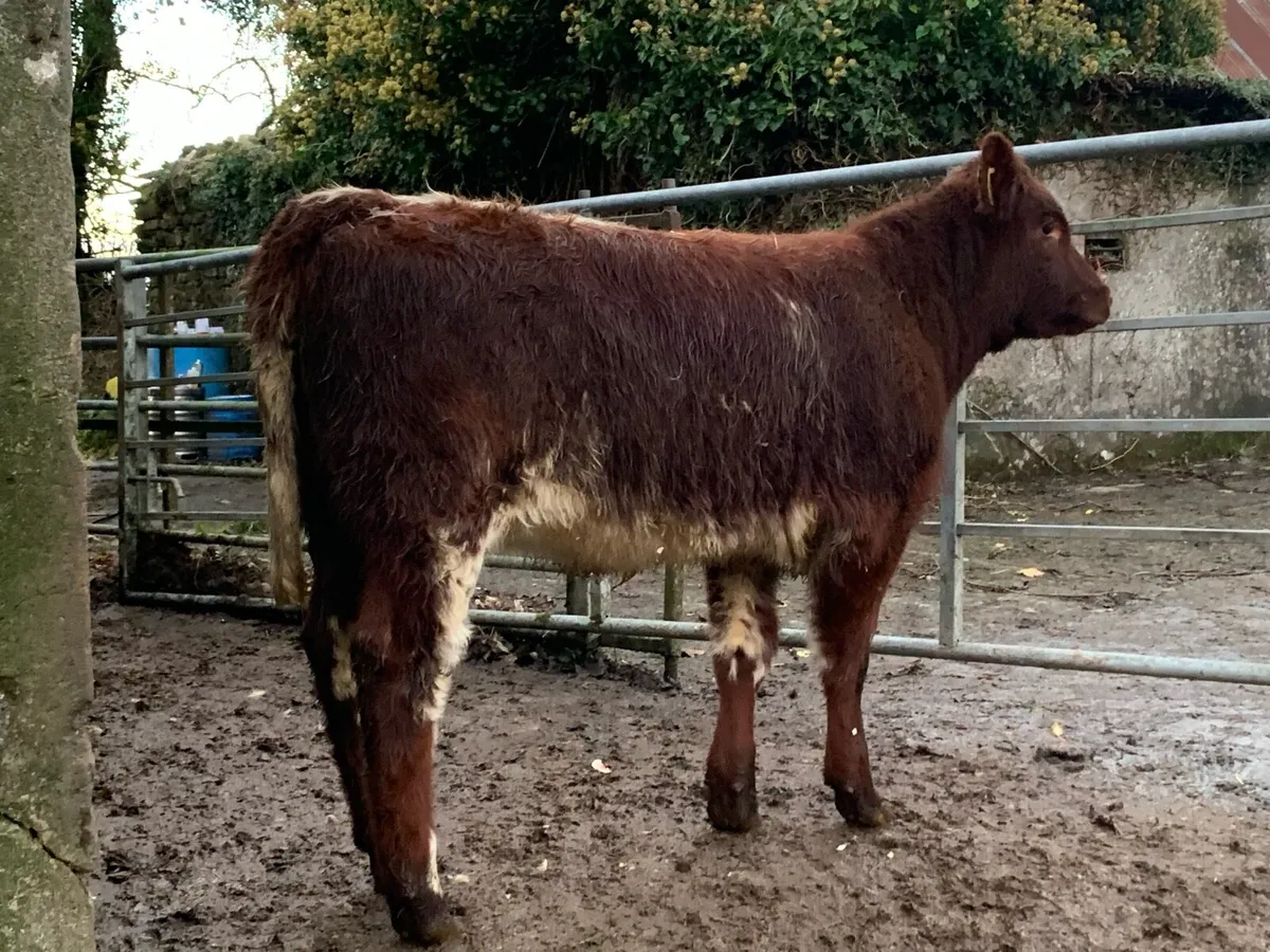 Shorthorn heifer - Image 1