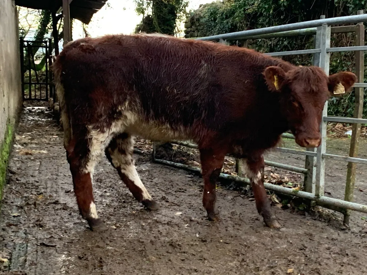 Shorthorn heifer - Image 2