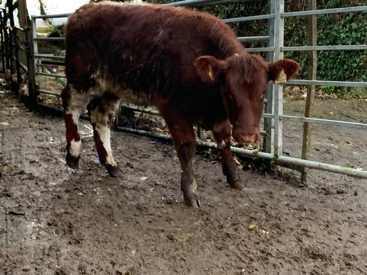Shorthorn heifer - Image 3