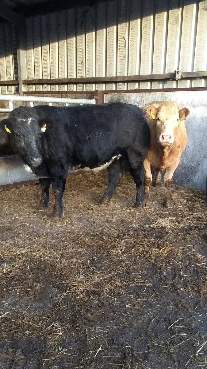Breeding heifers ballymote Mart 6th Nov - Image 1
