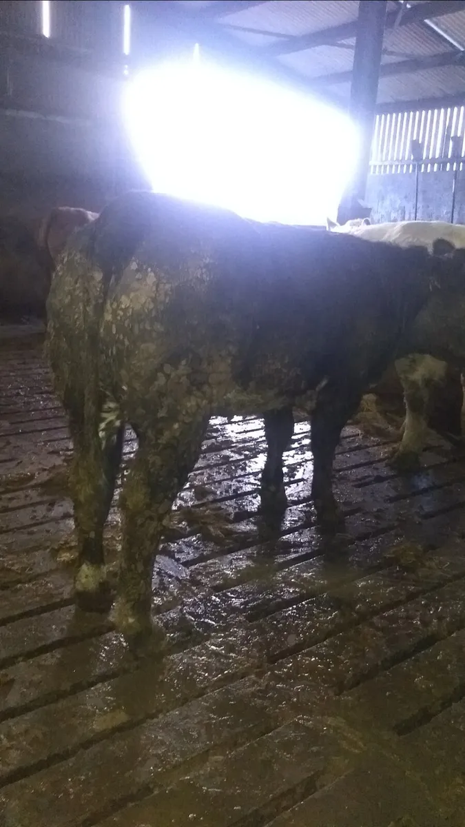 Breeding heifers ballymote Mart 6th Nov - Image 2