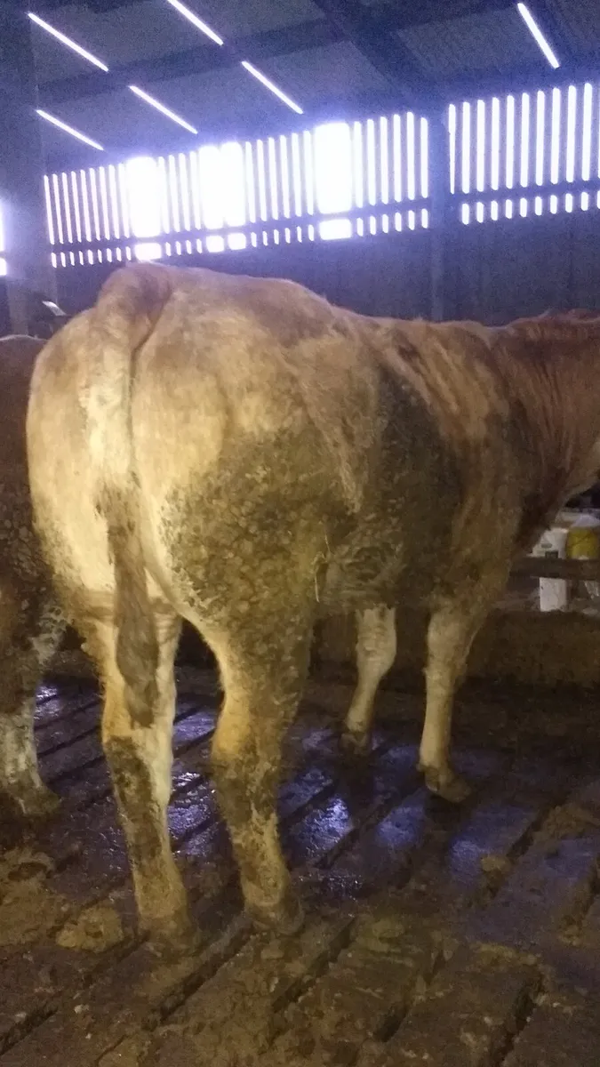 Breeding heifers ballymote Mart 6th Nov - Image 3