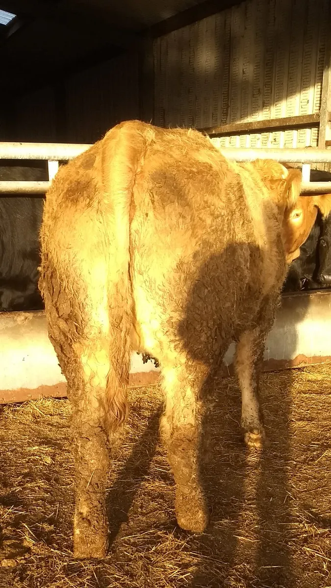 Breeding heifers ballymote Mart 6th Nov - Image 4