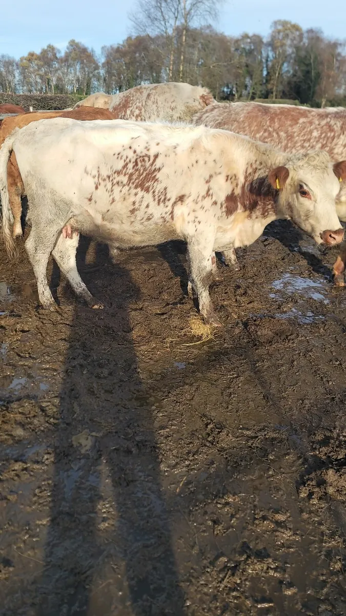 Cow and calf - Image 1