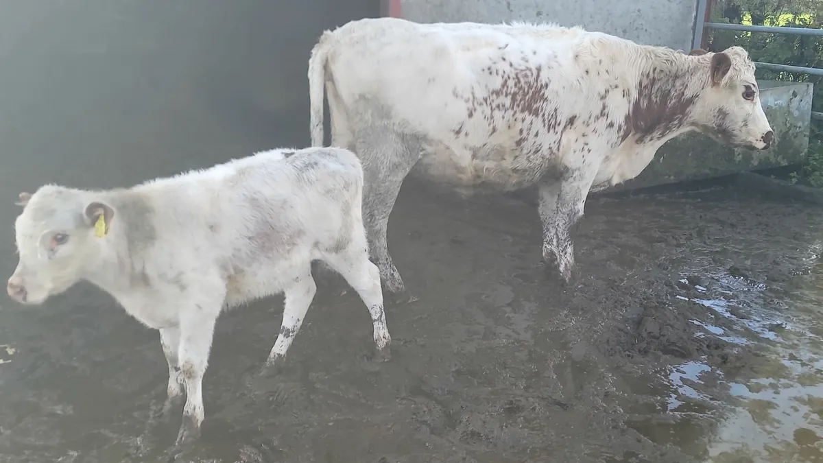 Cow and calf - Image 2