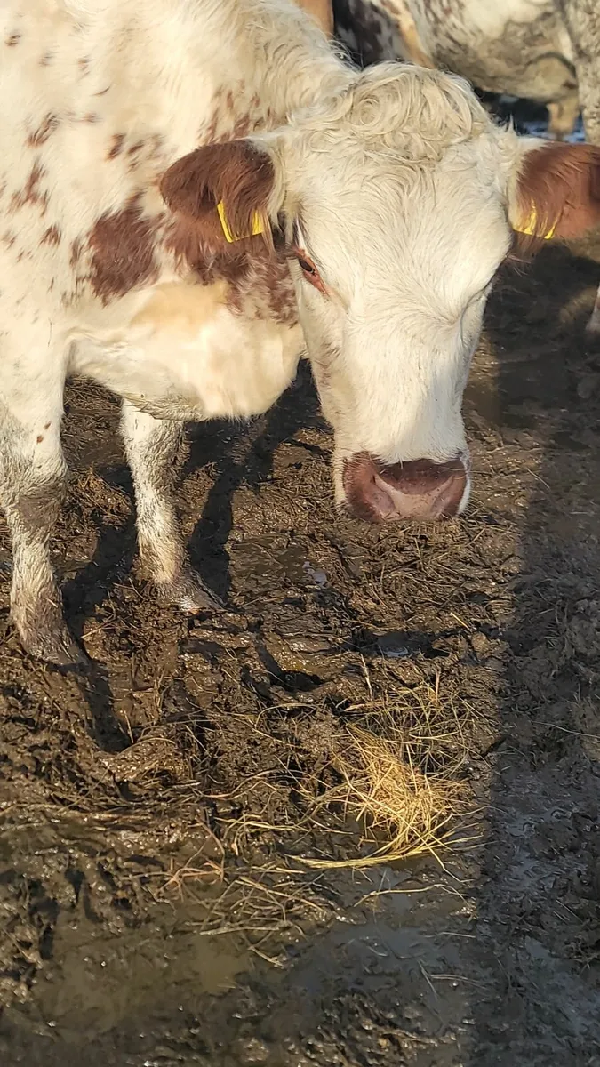 Cow and calf - Image 3