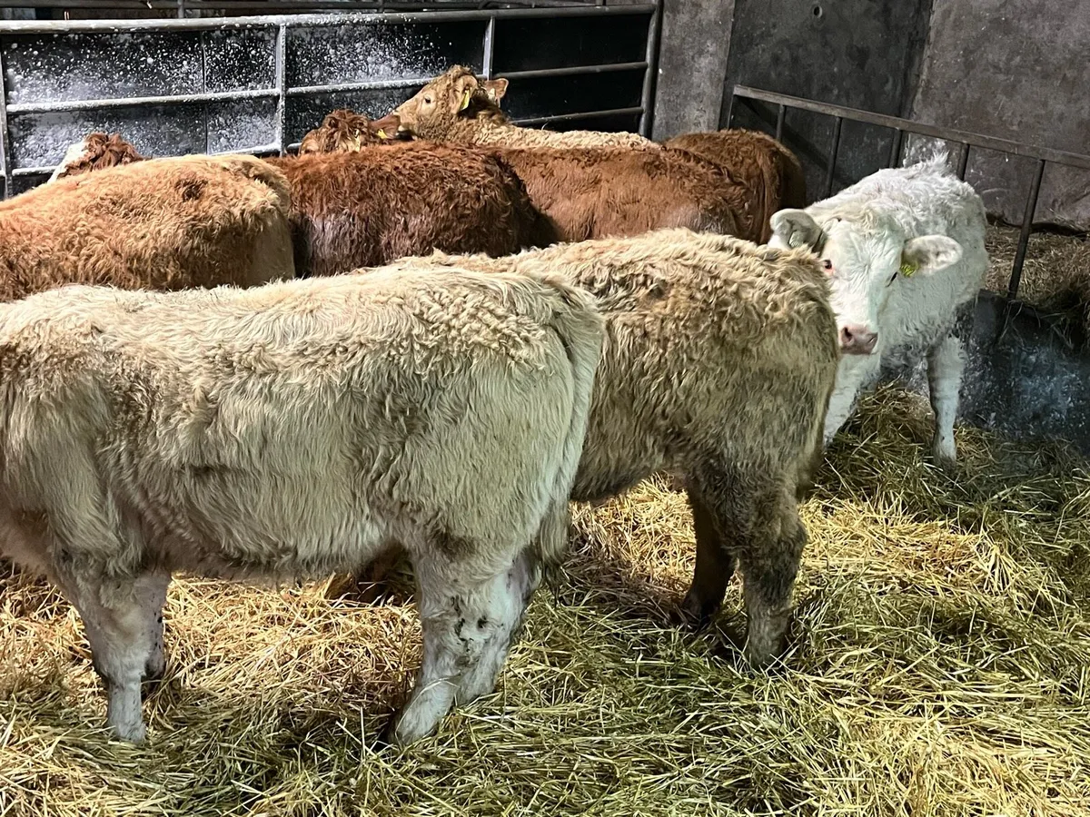 Eight Heifer Weanlings - Image 1