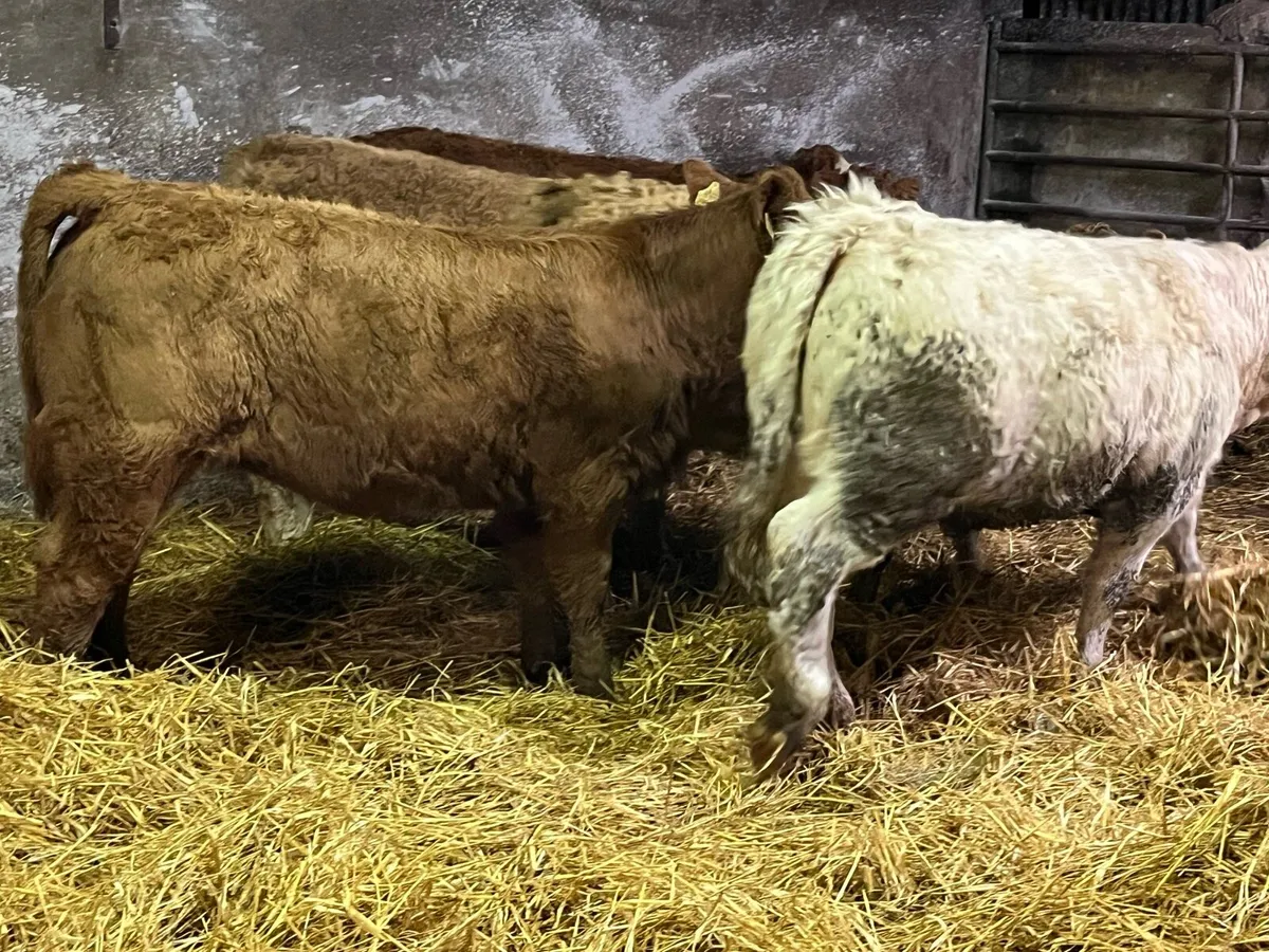 Eight Heifer Weanlings - Image 2