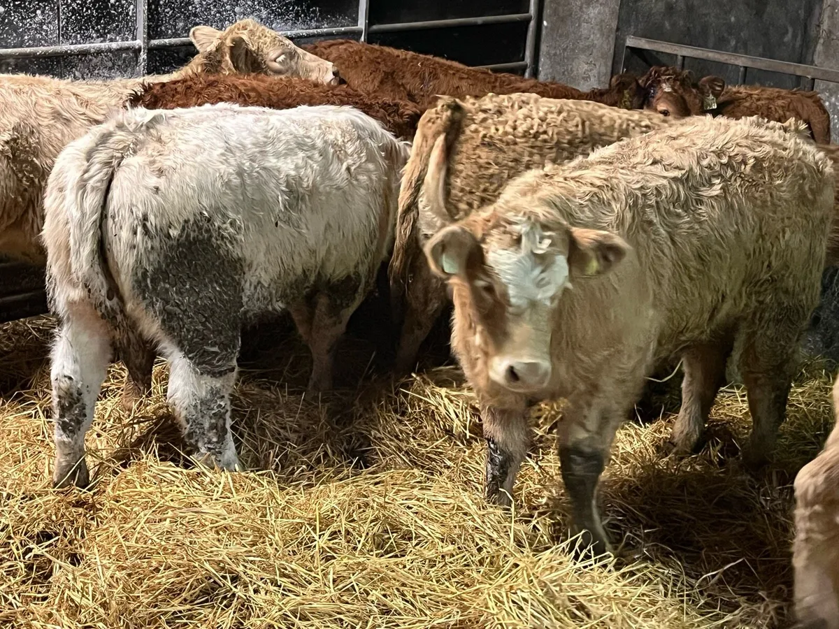 Eight Heifer Weanlings - Image 3