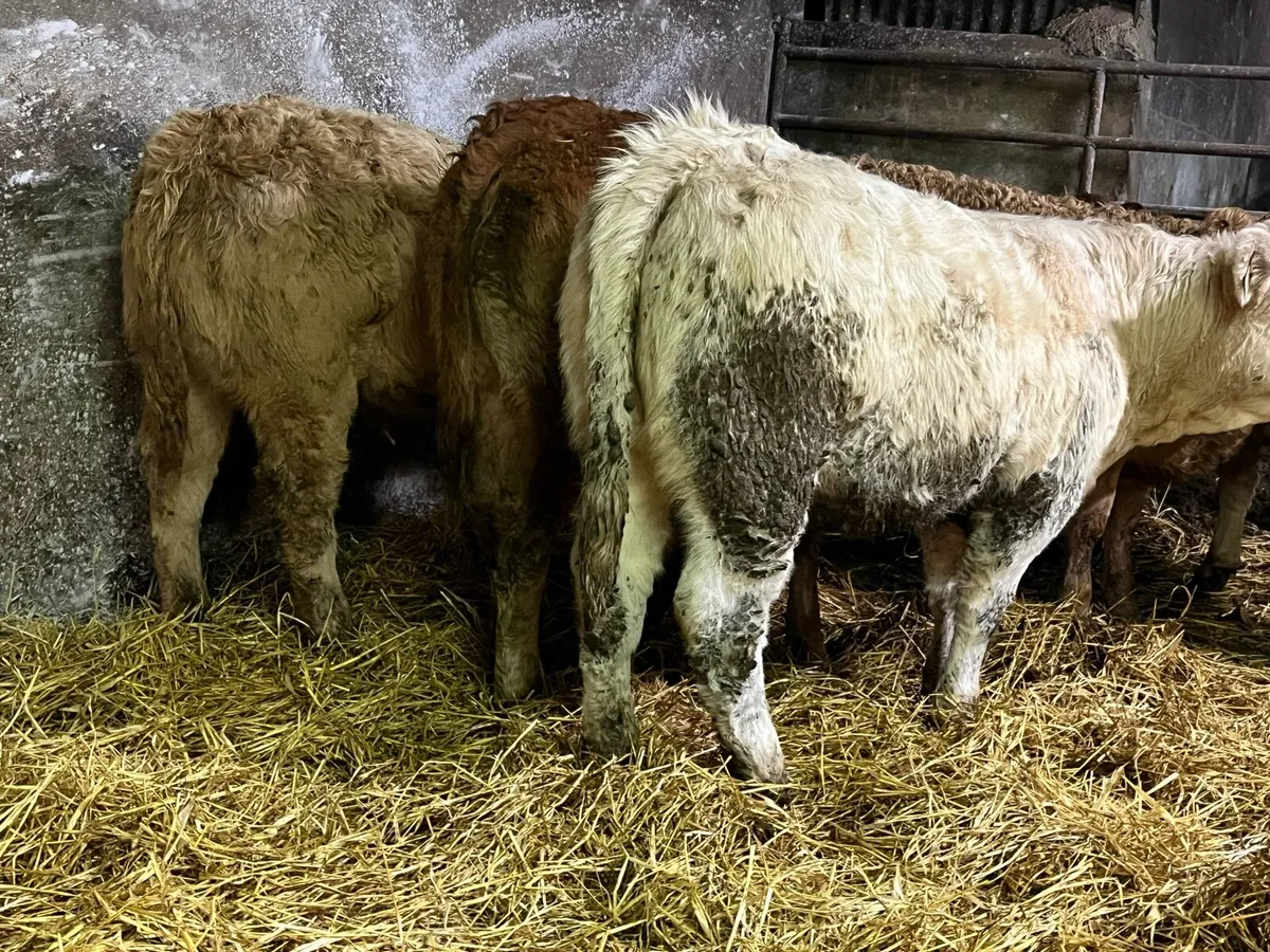 Eight Heifer Weanlings - Image 4