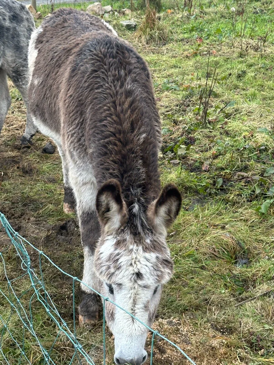 Mare Donkey & Jack - Image 1