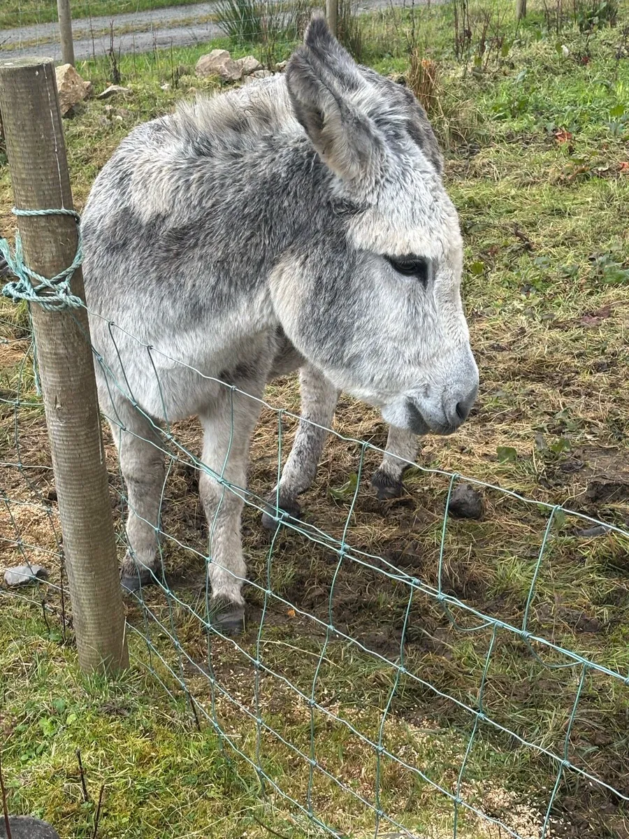 Mare Donkey & Jack - Image 4