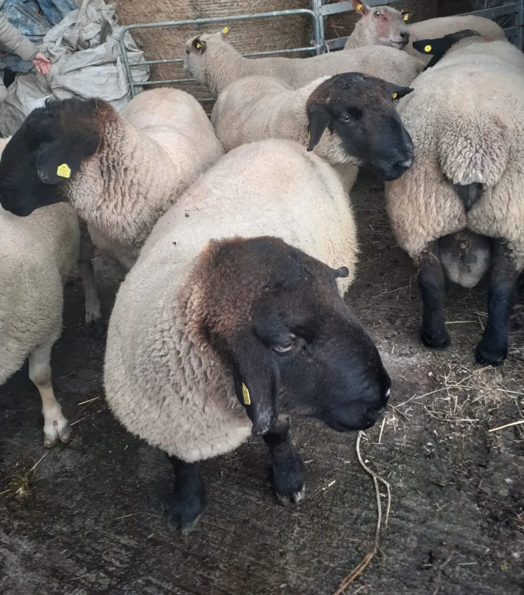 Charollais and Suffolk Rams