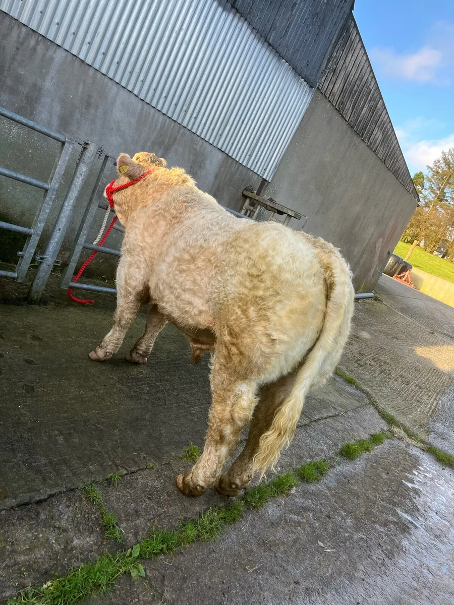 Charolais bulls - Image 1
