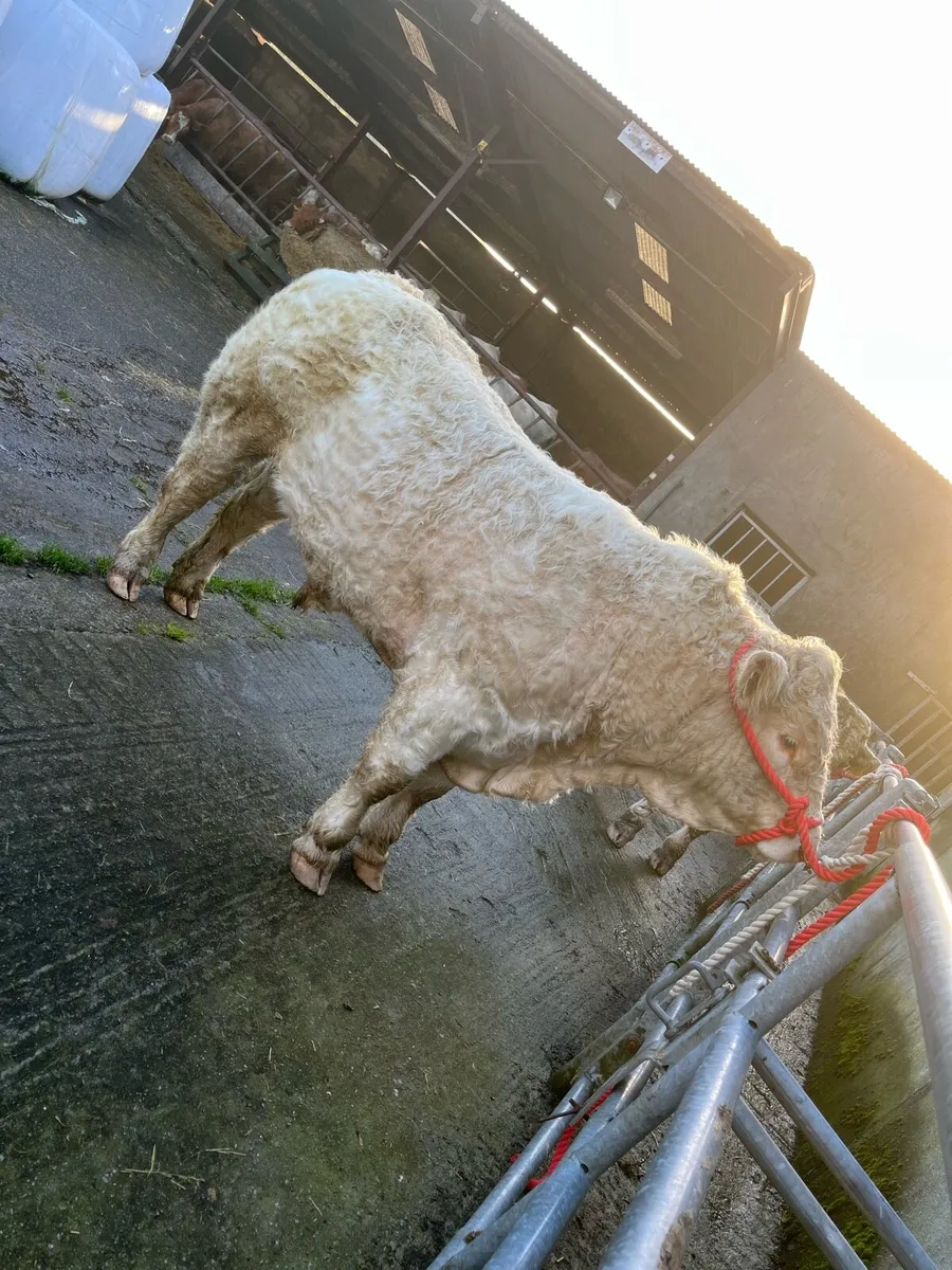 Charolais bulls - Image 2