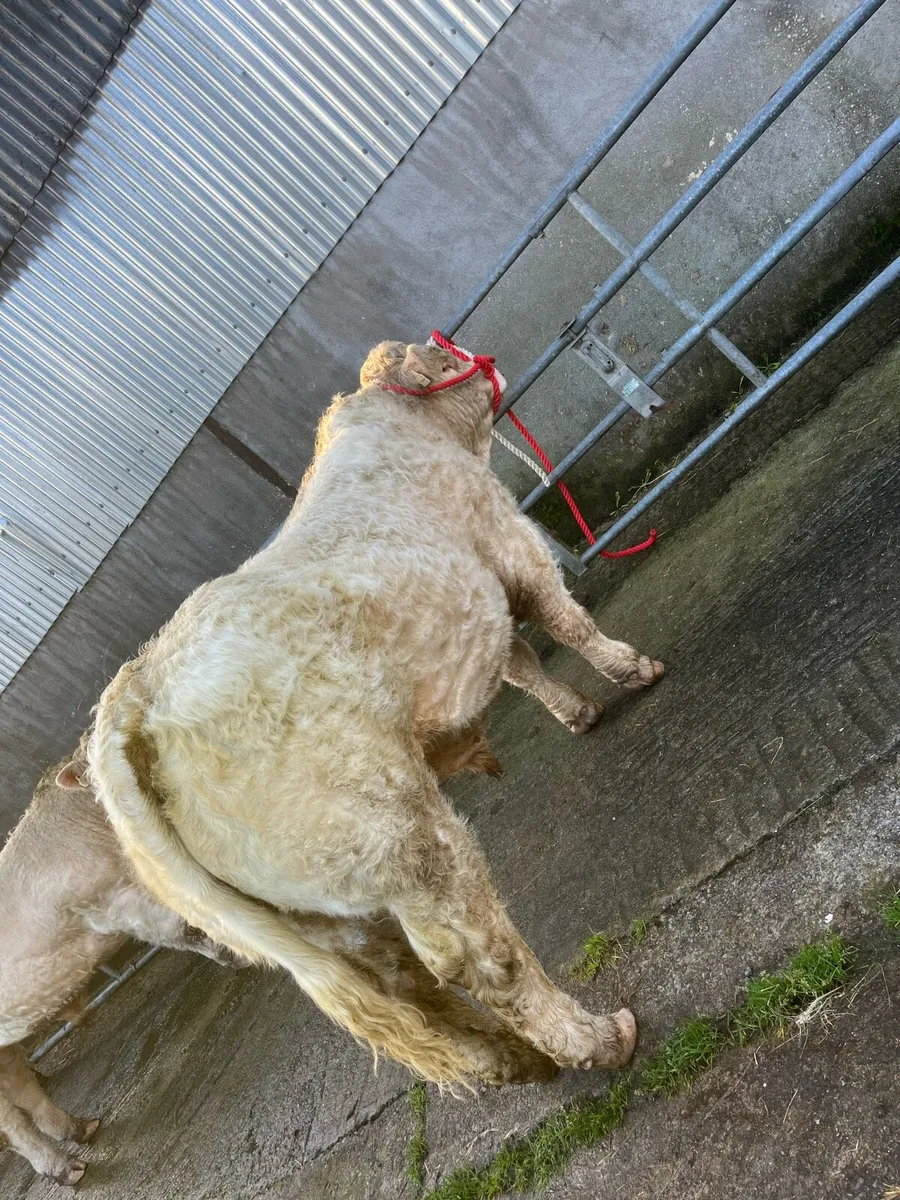 Charolais bulls - Image 3