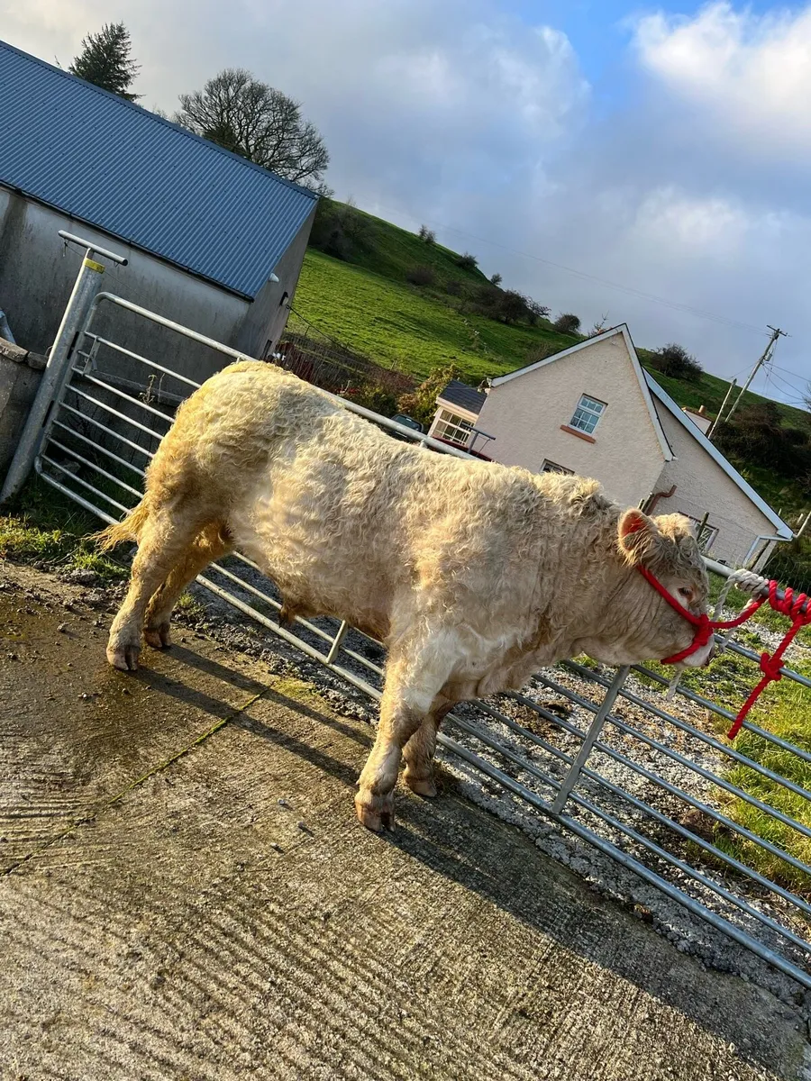 Charolais bulls - Image 4