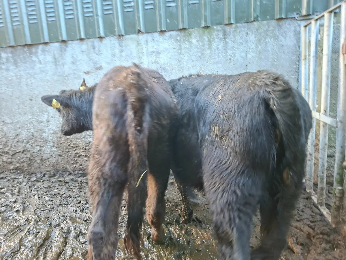 Charolais and Angus Heifers - Image 2
