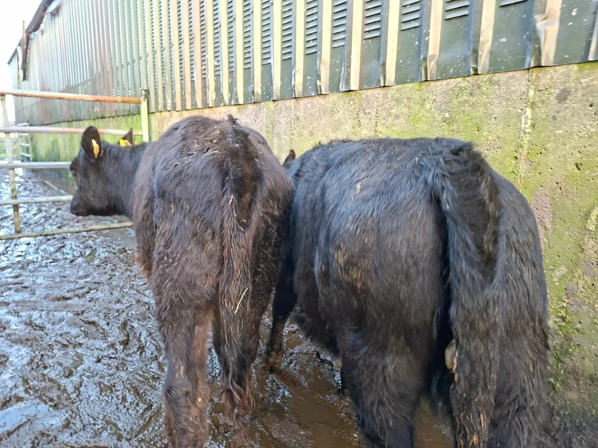 Charolais and Angus Heifers - Image 3
