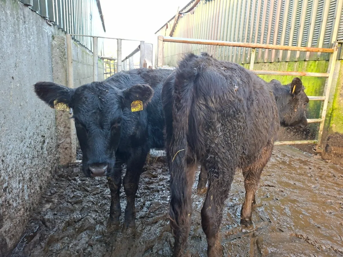 Charolais and Angus Heifers - Image 4
