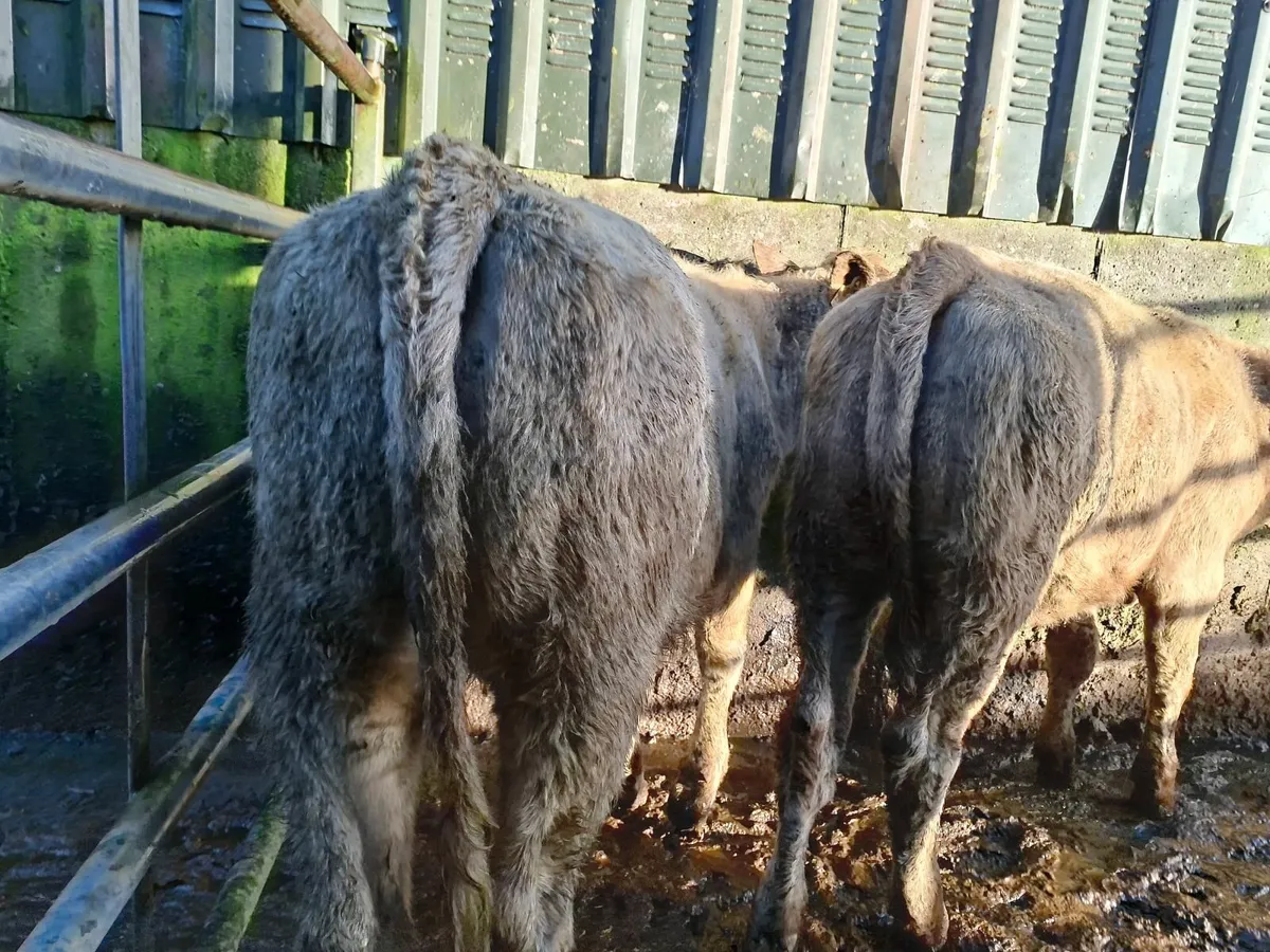 Charolais and Angus Heifers - Image 1