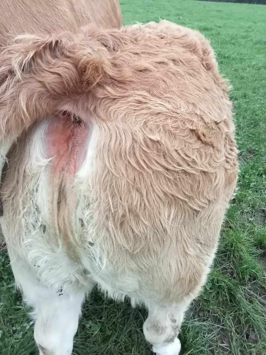 Limousine cow - Image 1