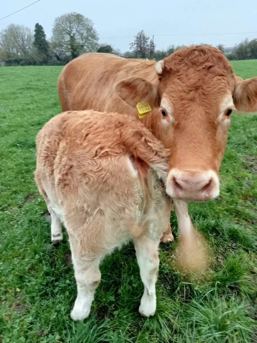 Limousine cow - Image 2