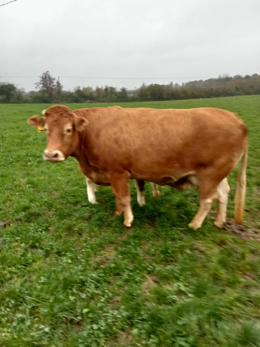 Limousine cow - Image 3