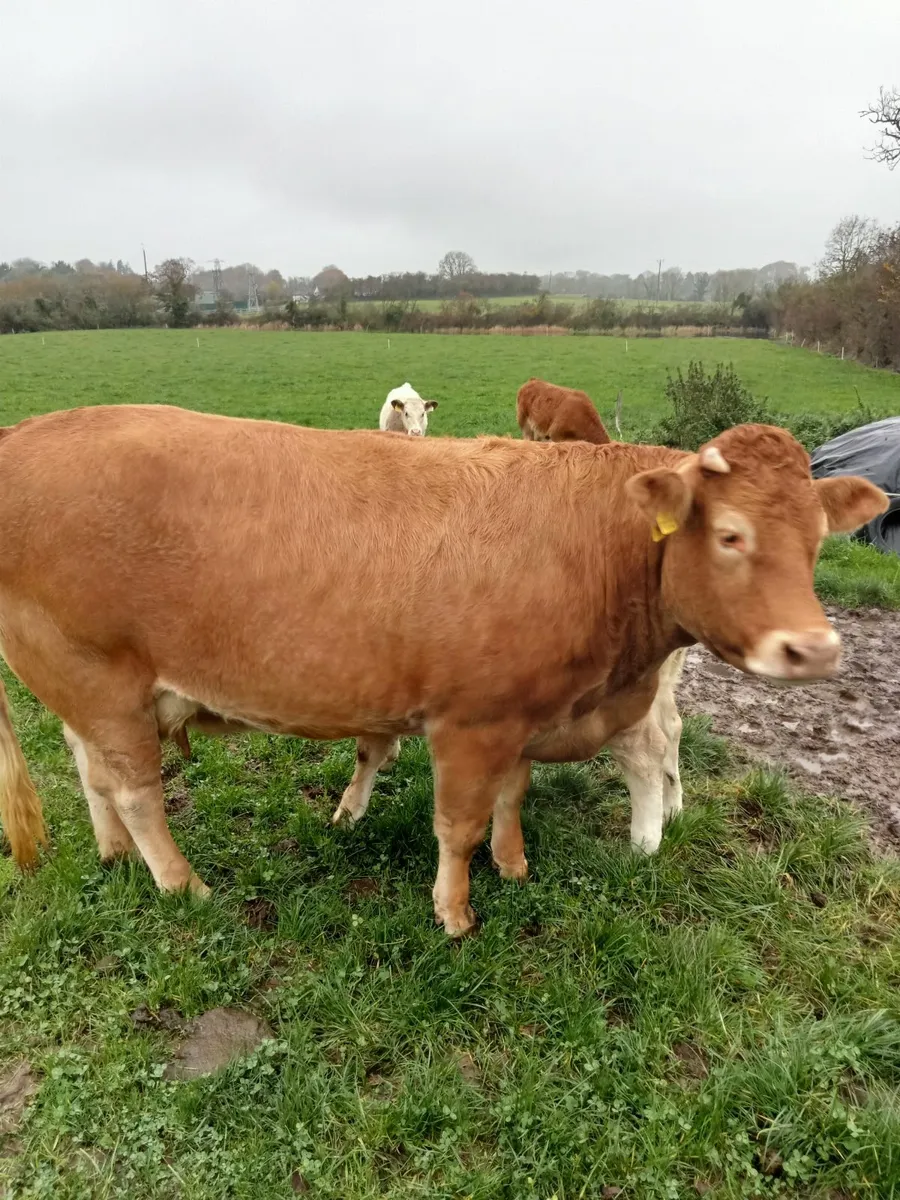 Limousine cow - Image 4