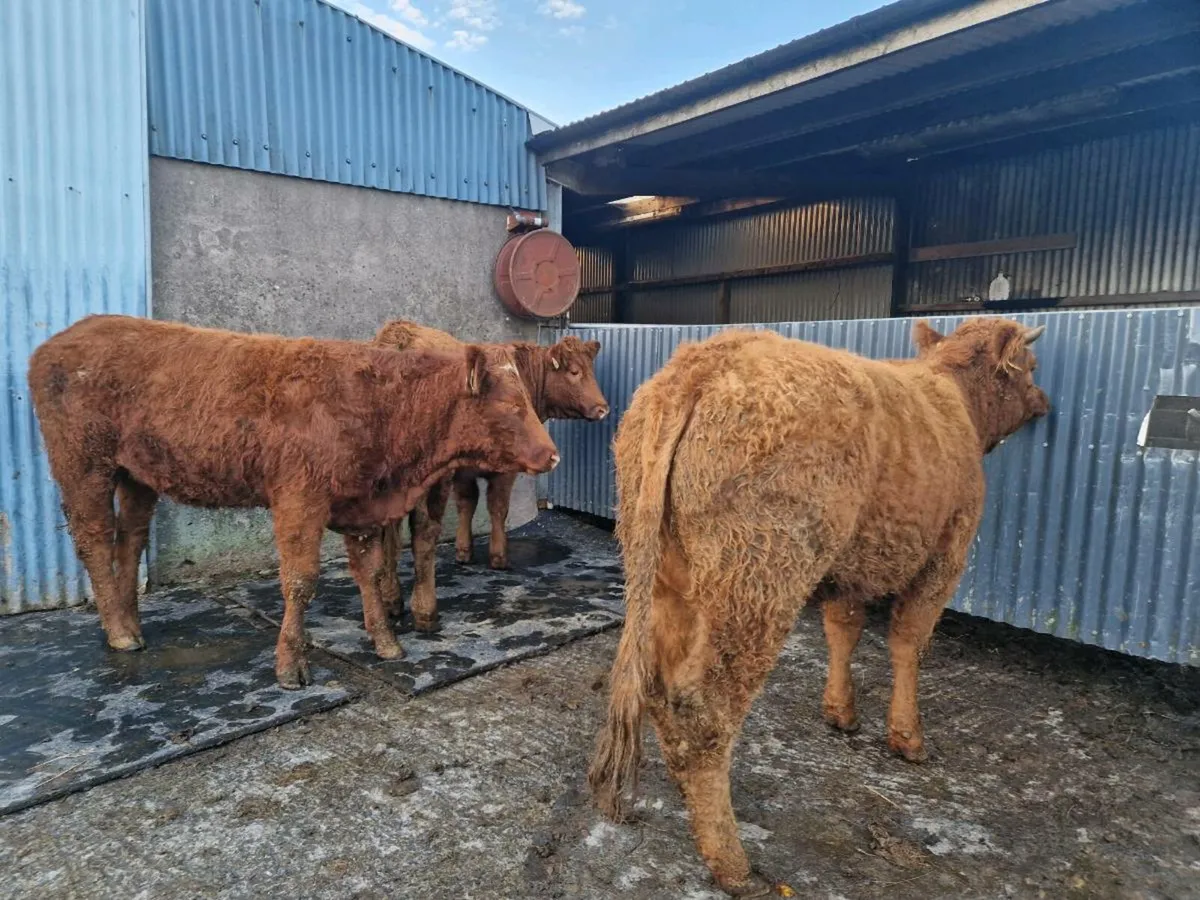 Saler/Limousine Breeding Heifers - Image 3