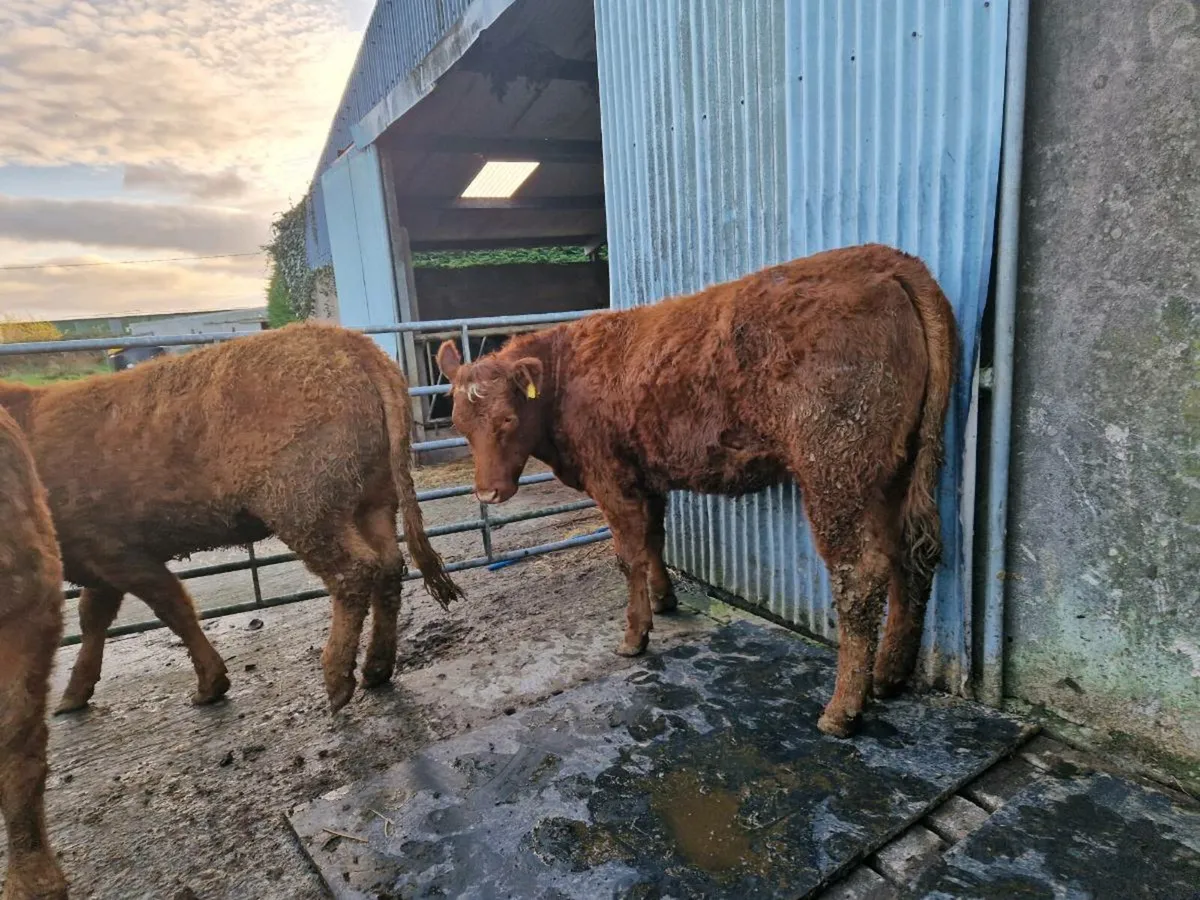 Saler/Limousine Breeding Heifers - Image 4
