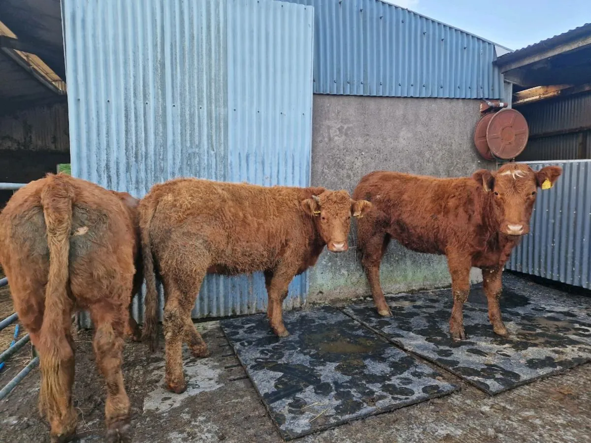 Saler/Limousine Breeding Heifers - Image 1
