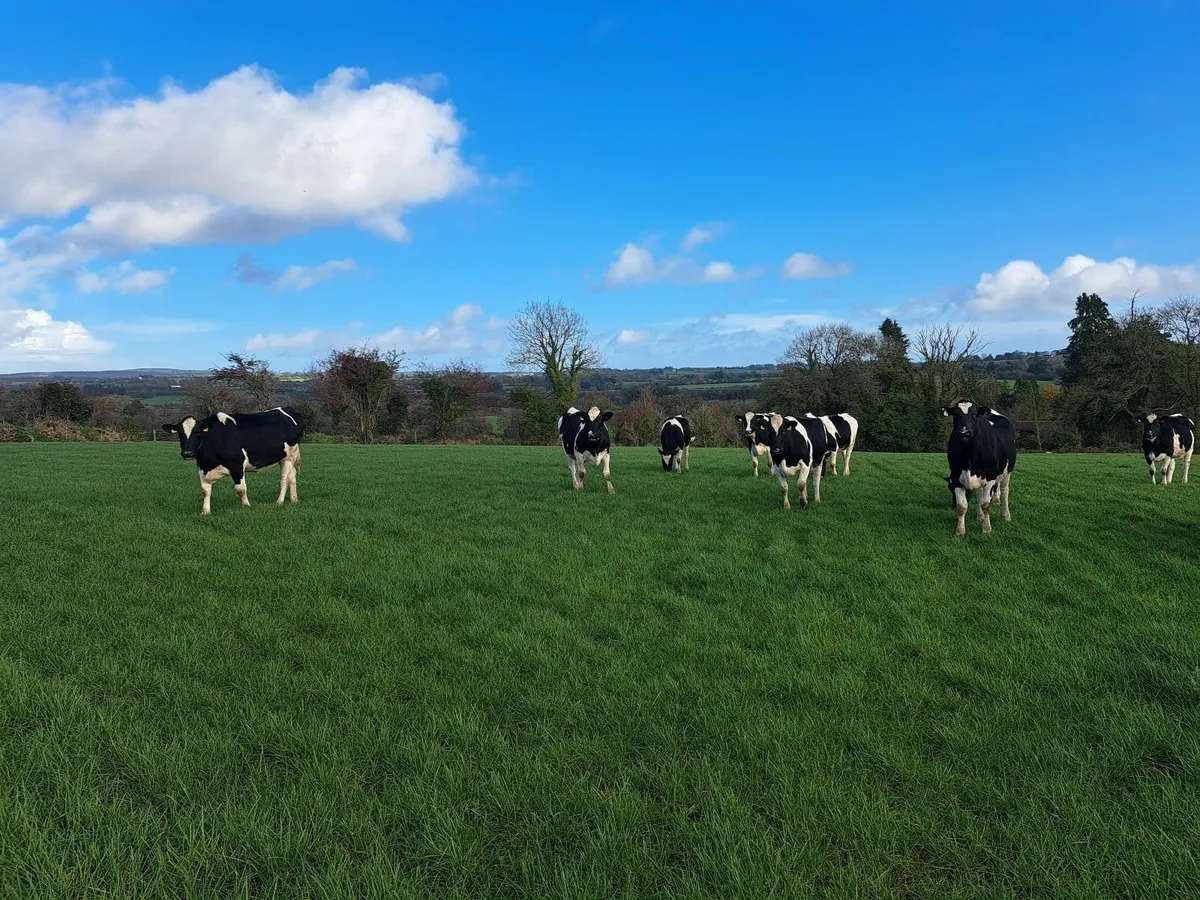Incalf heifers - Image 1