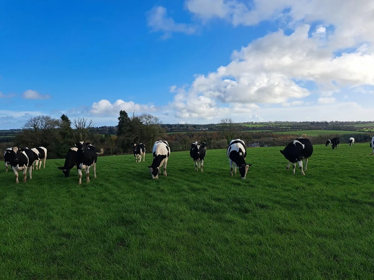 Incalf heifers - Image 2