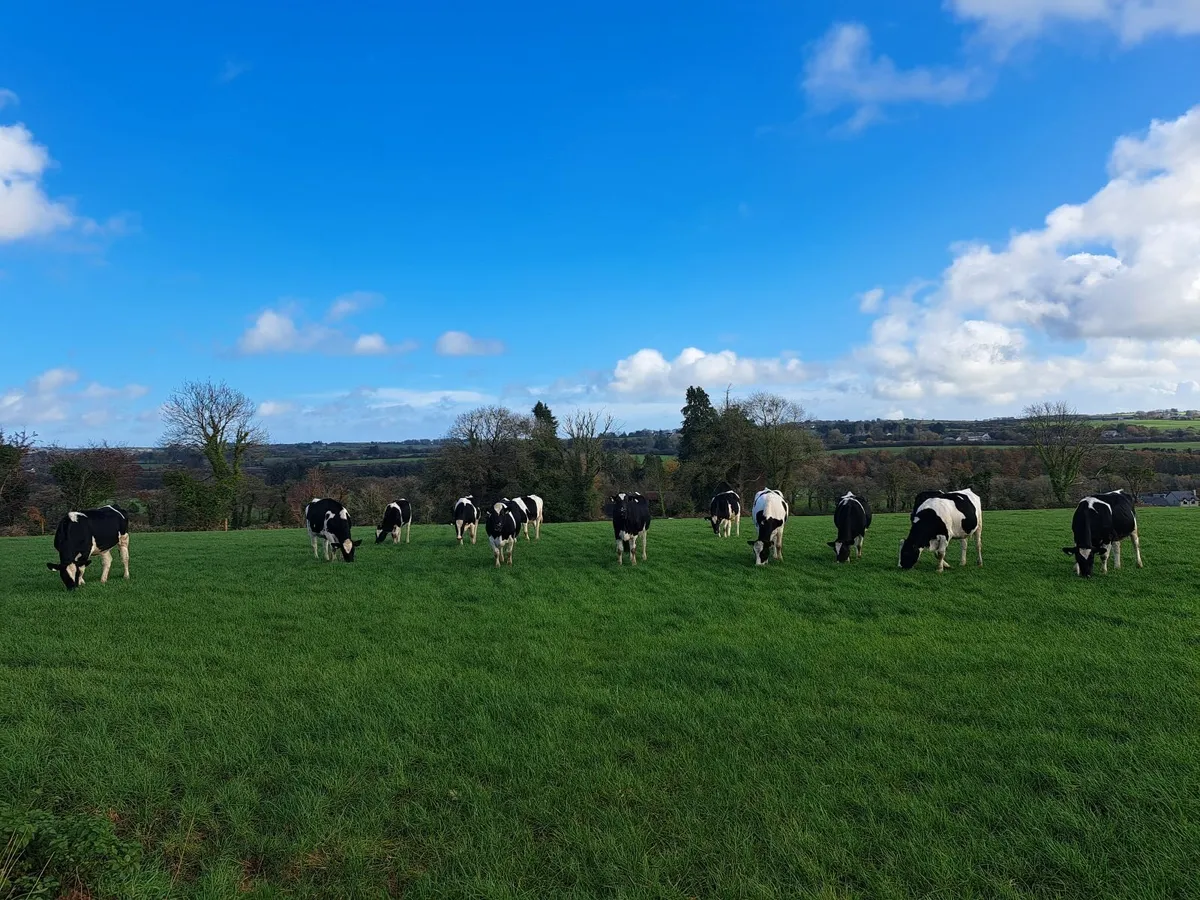Incalf heifers - Image 4