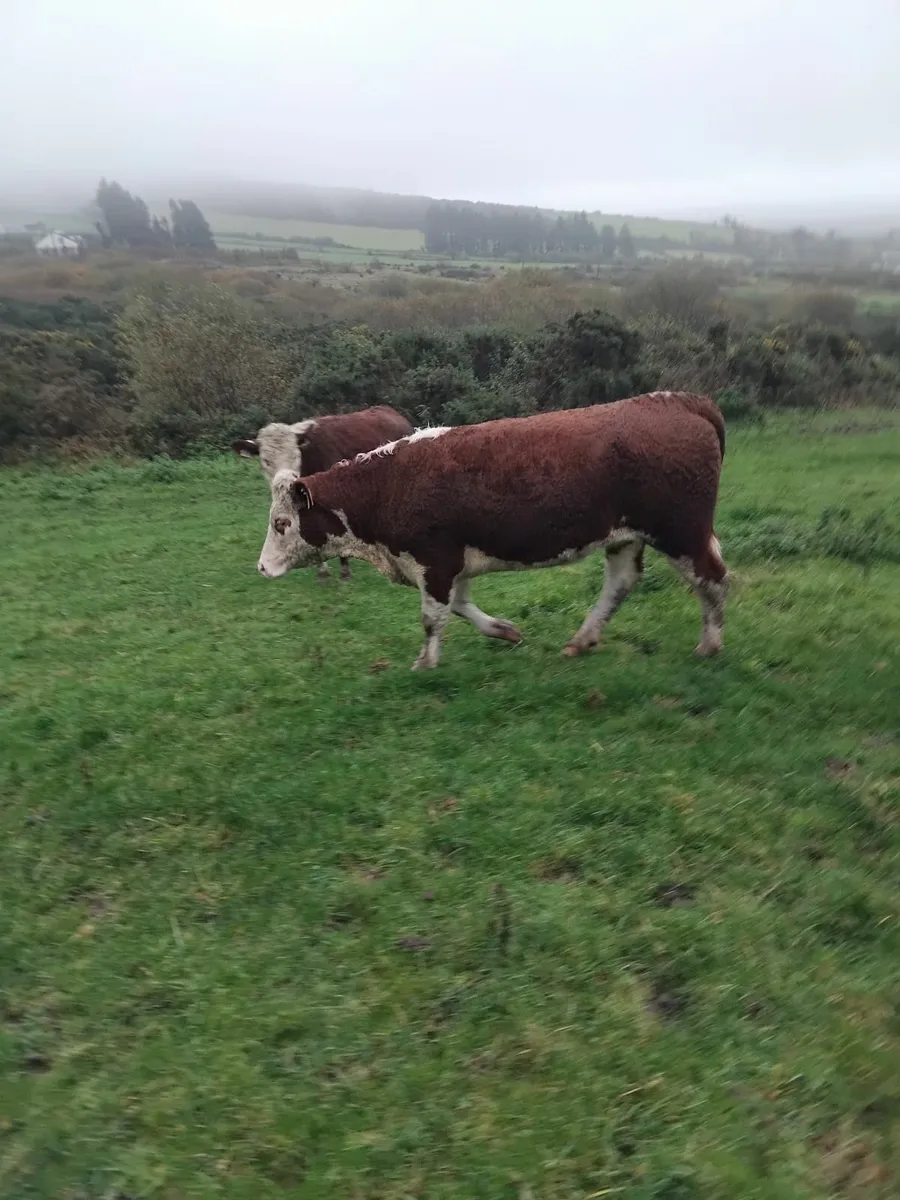 5 star Hereford heifers - Image 1