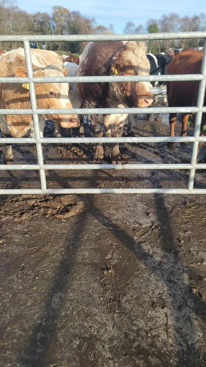 Cow and calf - Image 4