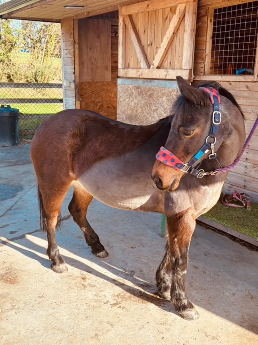 Clipping Services Available - Image 3