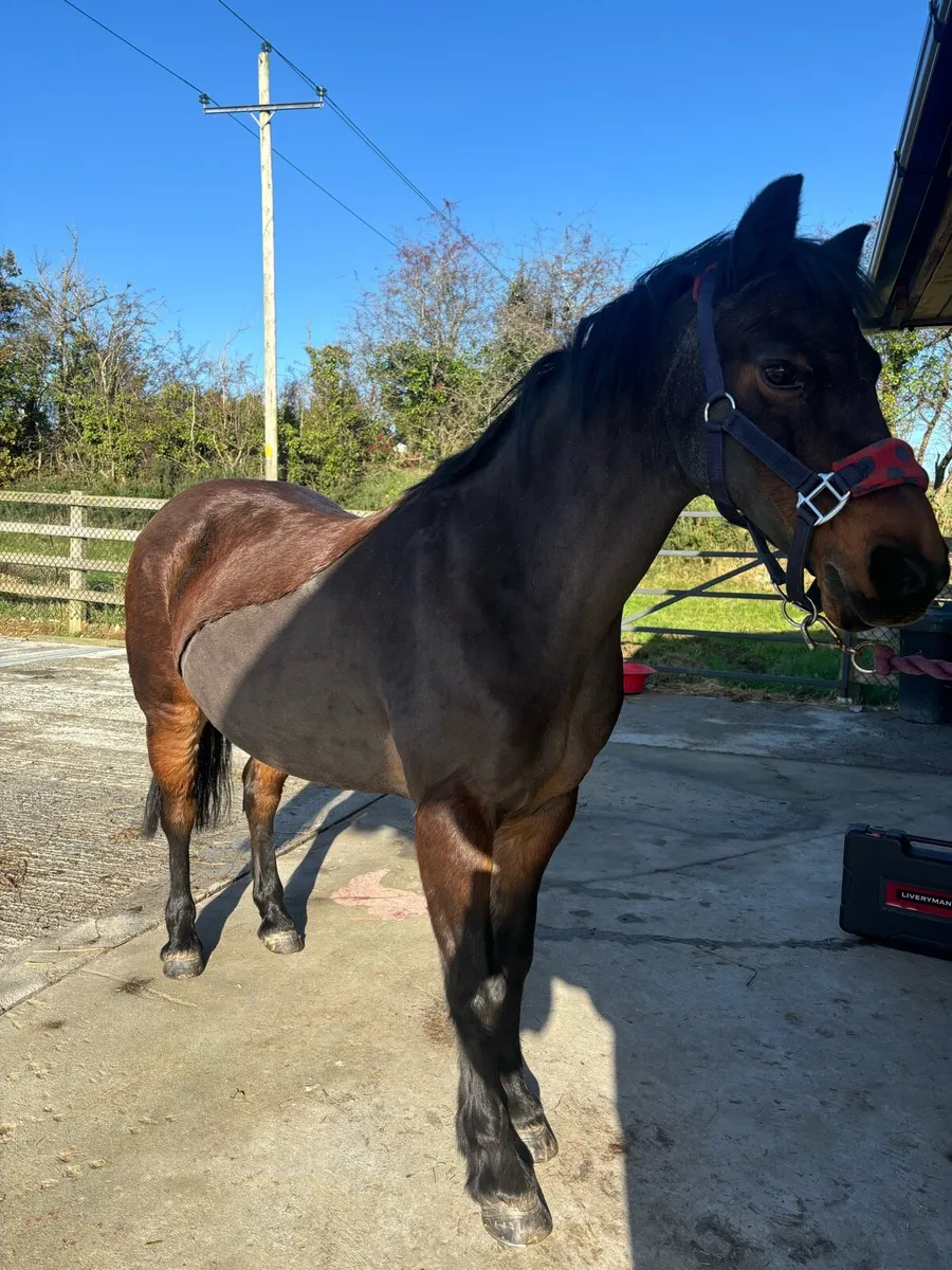 Clipping Services Available - Image 4