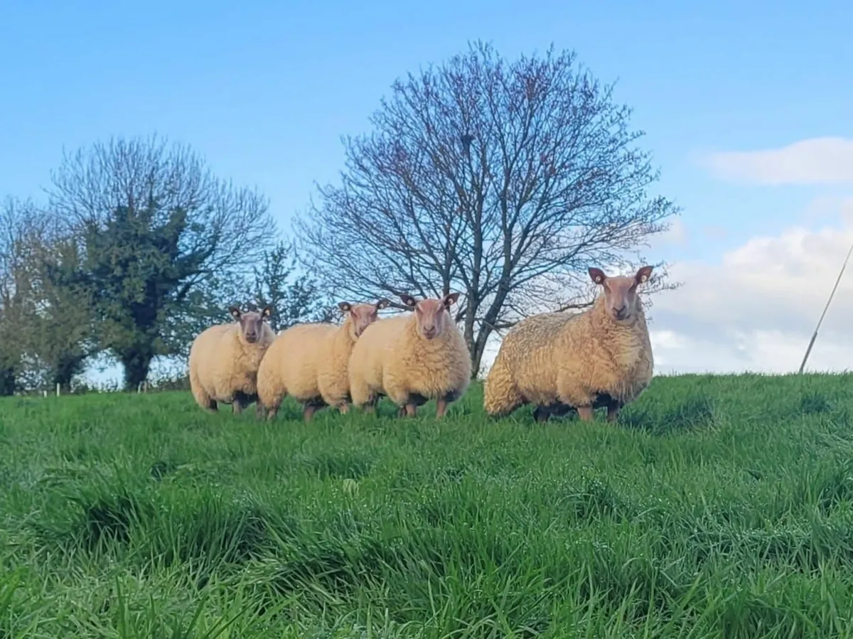 Rouge Ewe Lambs For Sale - Image 1