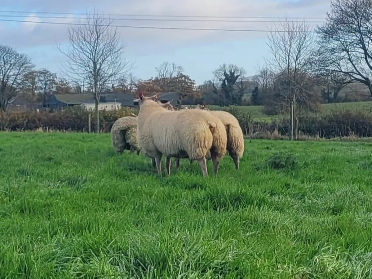 Rouge Ewe Lambs For Sale - Image 2