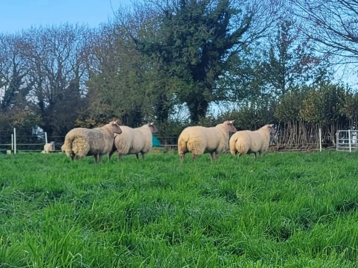 Rouge Ewe Lambs For Sale - Image 3