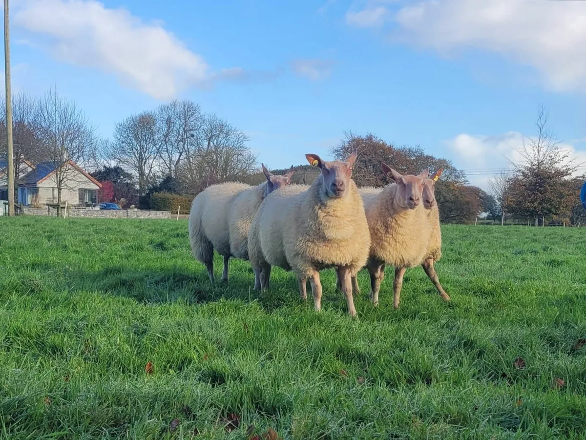 Rouge Ewe Lambs For Sale - Image 4