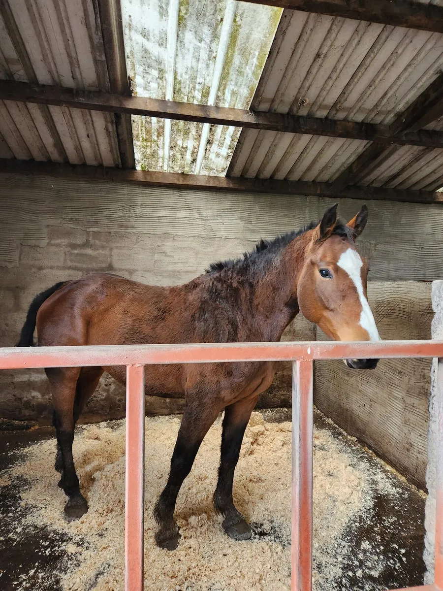 Brood mare for sale - Image 4