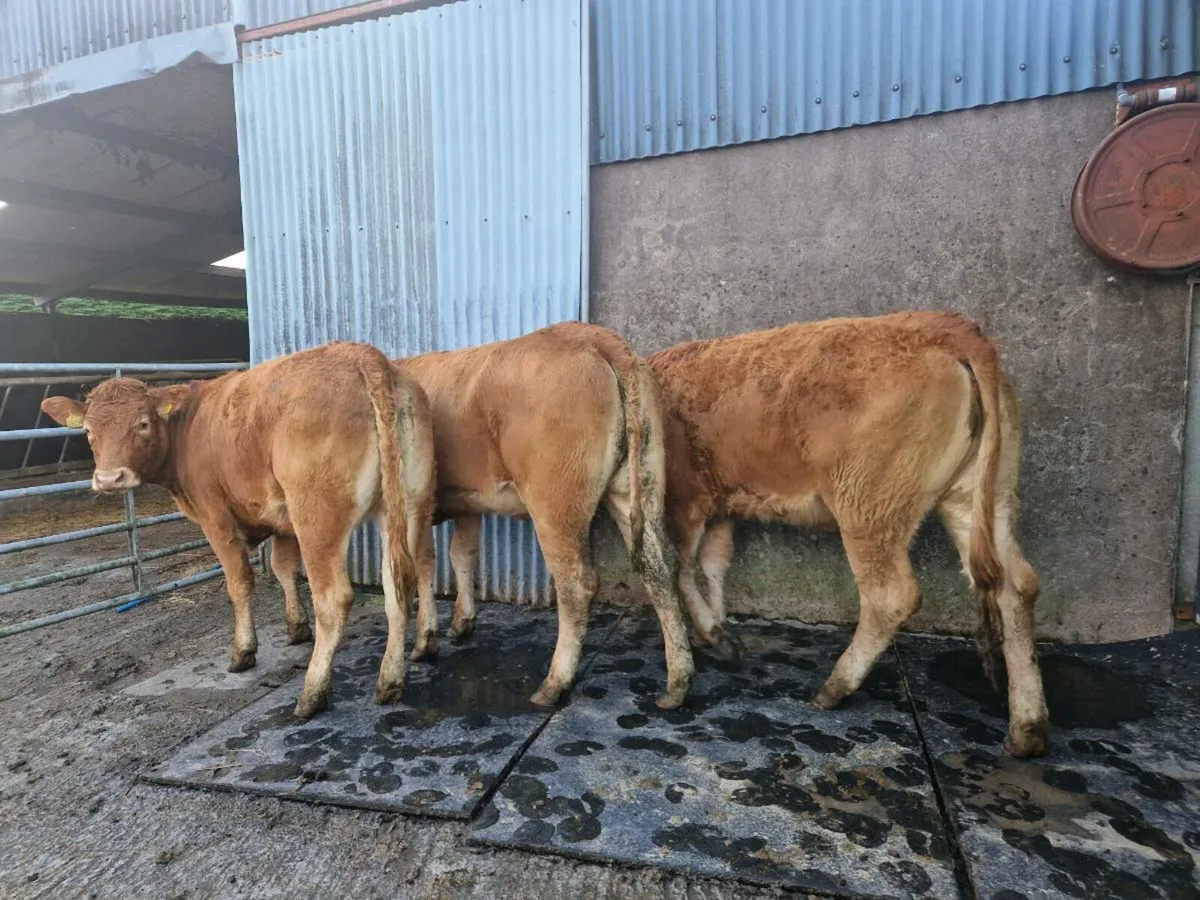 Breeding heifers star genotype - Image 1