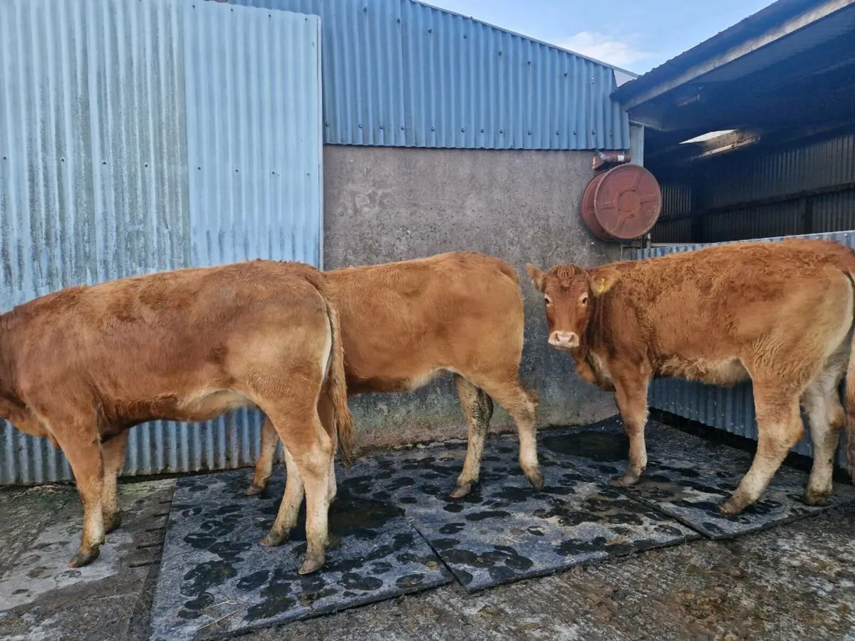 Breeding heifers star genotype - Image 2