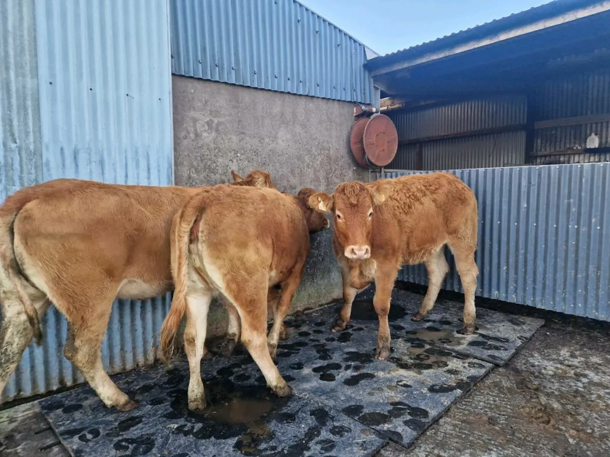 Breeding heifers star genotype - Image 3