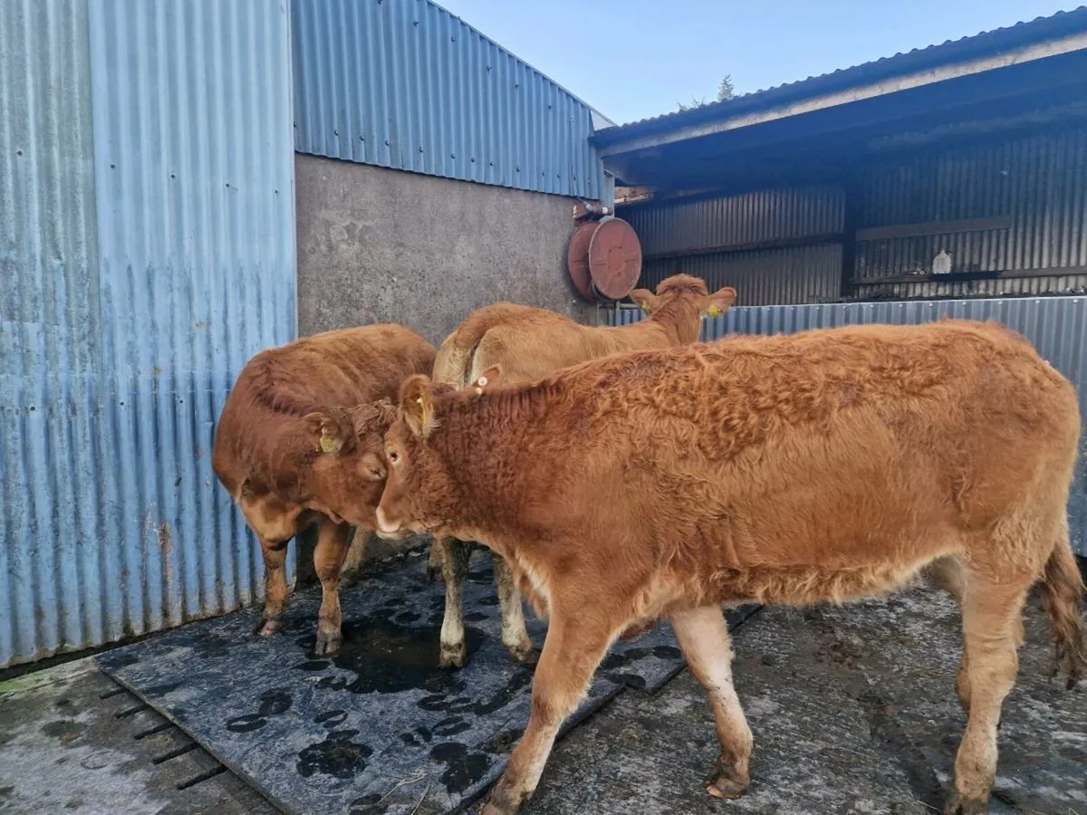 Breeding heifers star genotype - Image 4