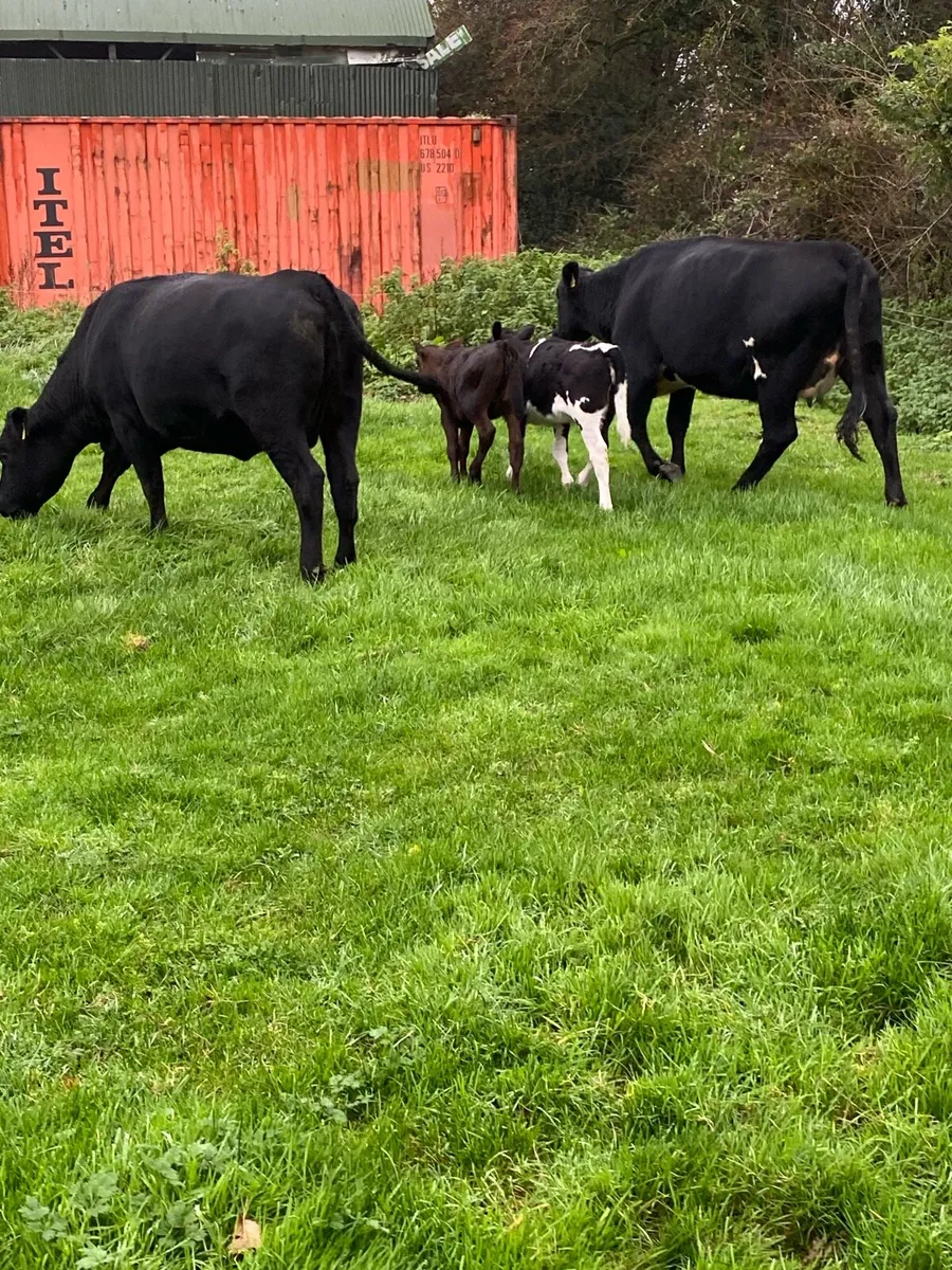 🌟🌟TWO ANGUS FIRST CALVERS 🌟🌟 - Image 1