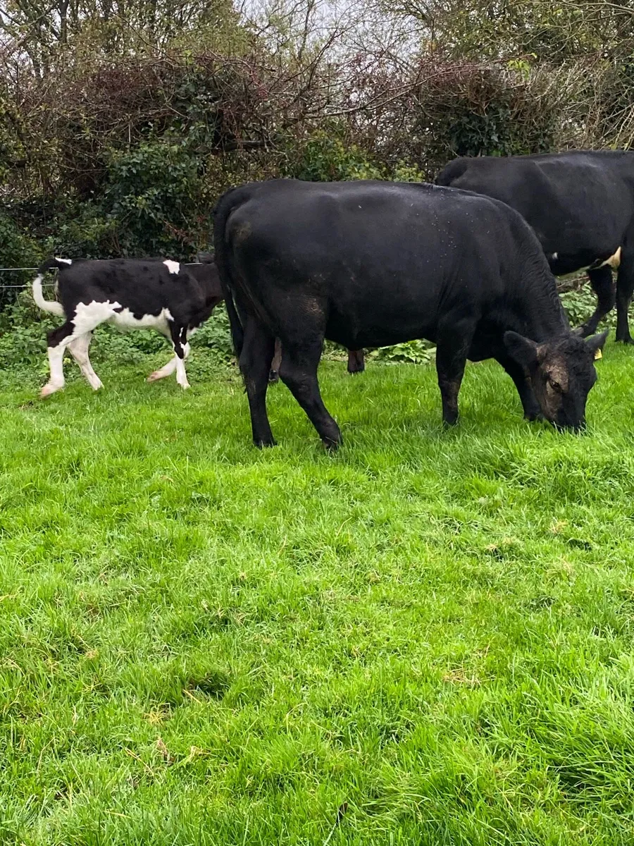 🌟🌟TWO ANGUS FIRST CALVERS 🌟🌟 - Image 2